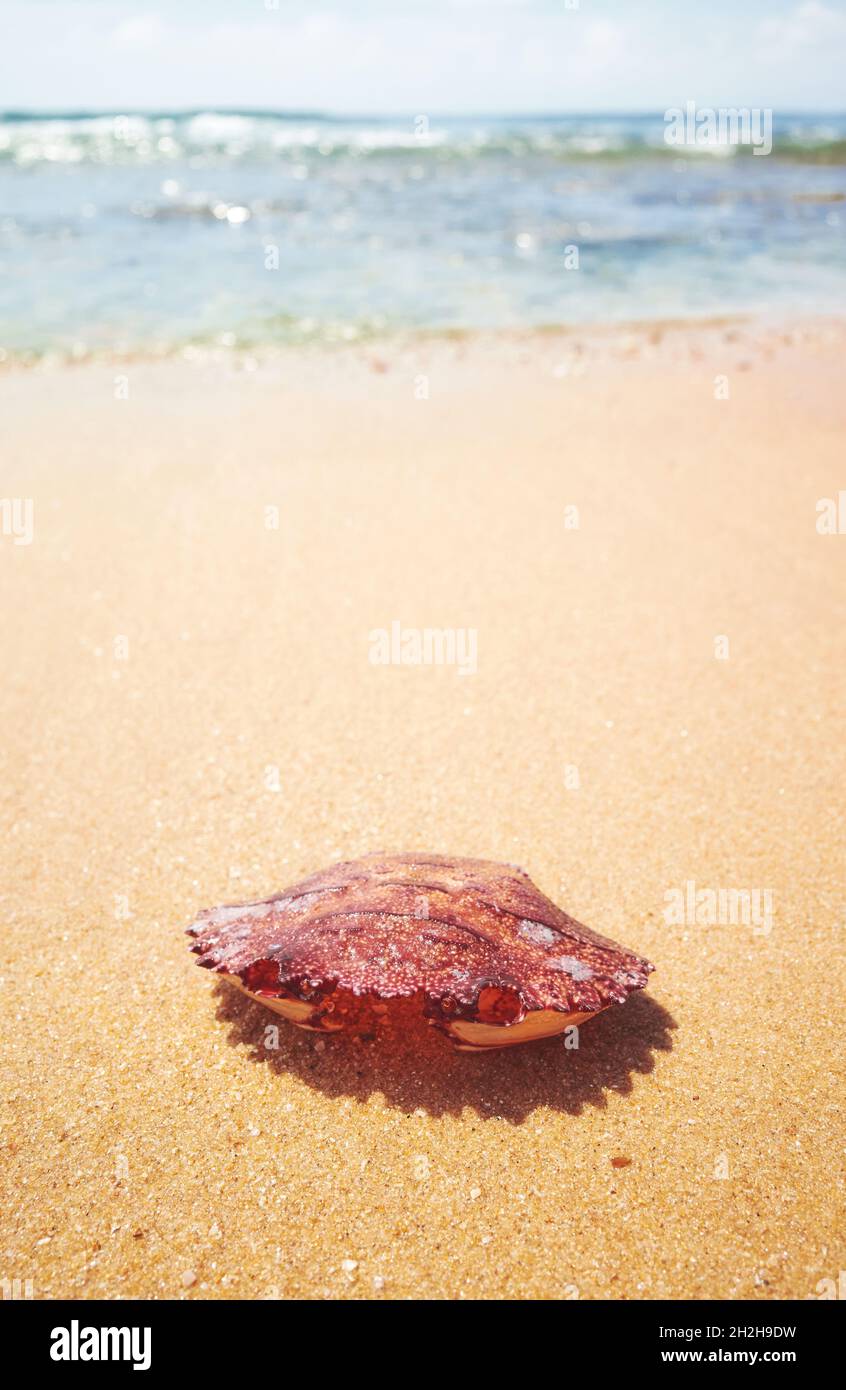 Empty crab shell on a tropical beach, selective focus. Stock Photo