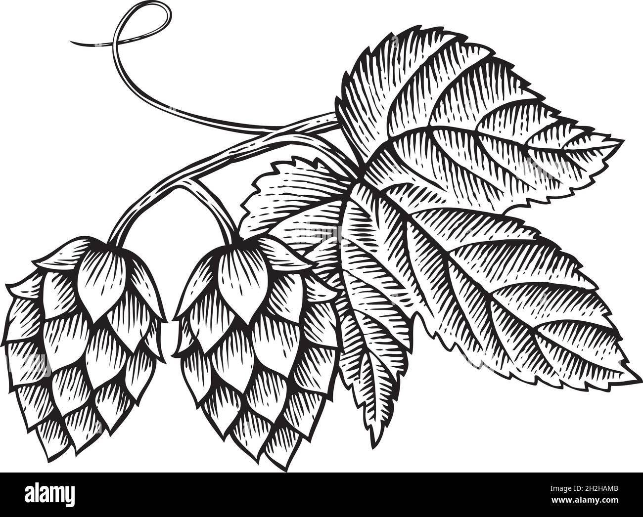 Hops icon with leaves vintage engraved vector illustration Stock Vector