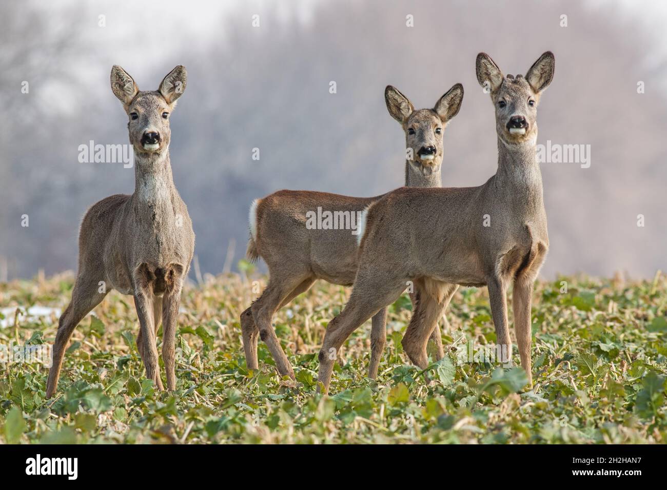Roe deer herd in spring Stock Photo
