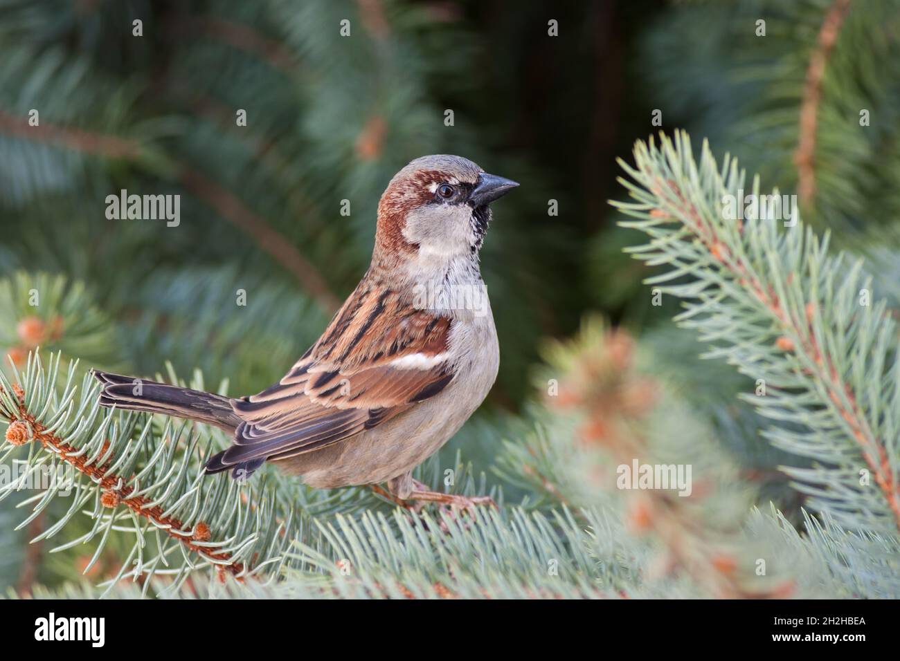Male house sparrow, Passer domesticus, perched on a tree branch. Stock Photo