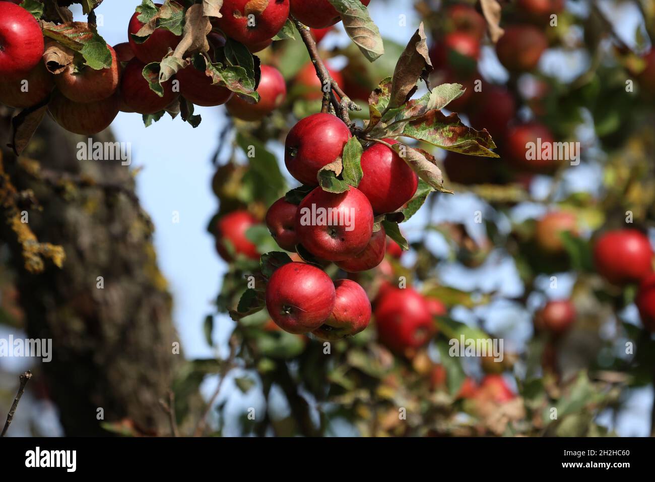 The apples ripen on the branches of the tree Stock Photo - Alamy