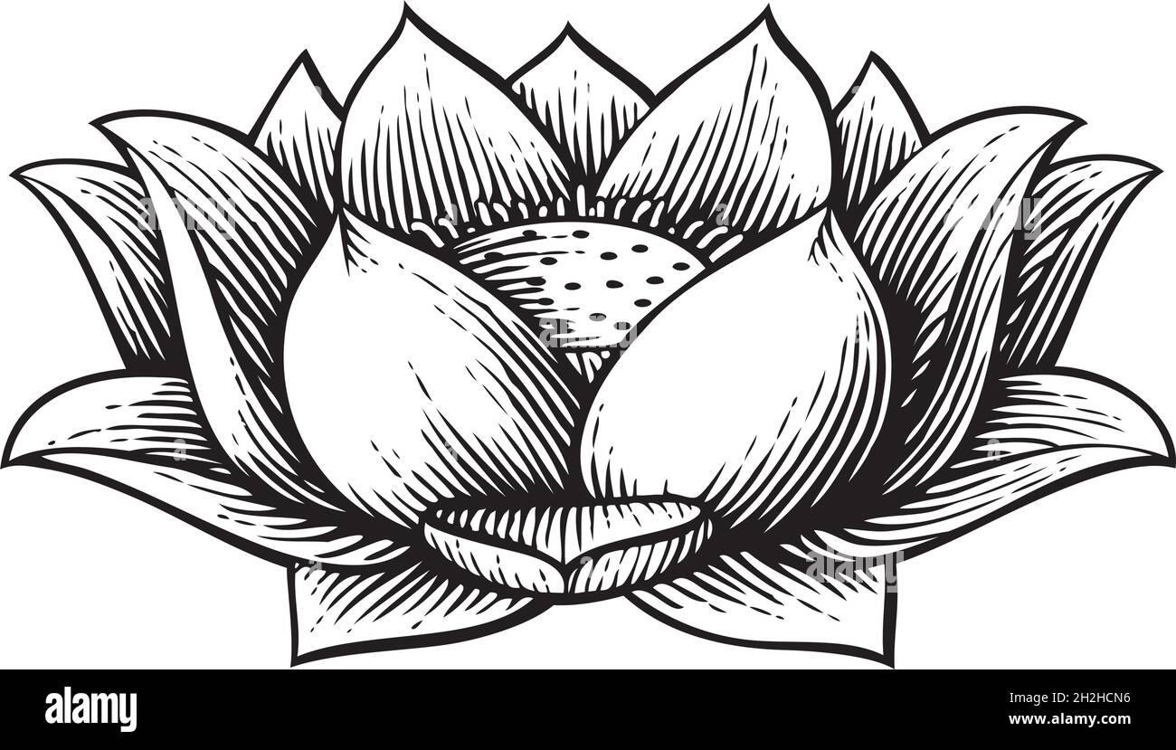 Lotus flower - vintage engraved vector illustration Stock Vector