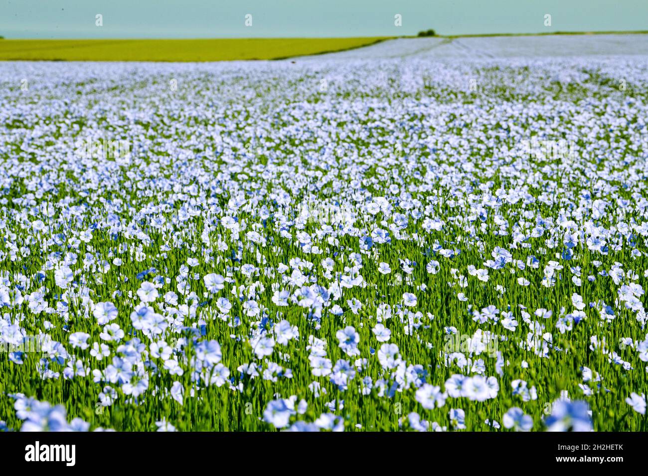 Flax growing flax field in bloom in Le Bourg Dun (northern France
