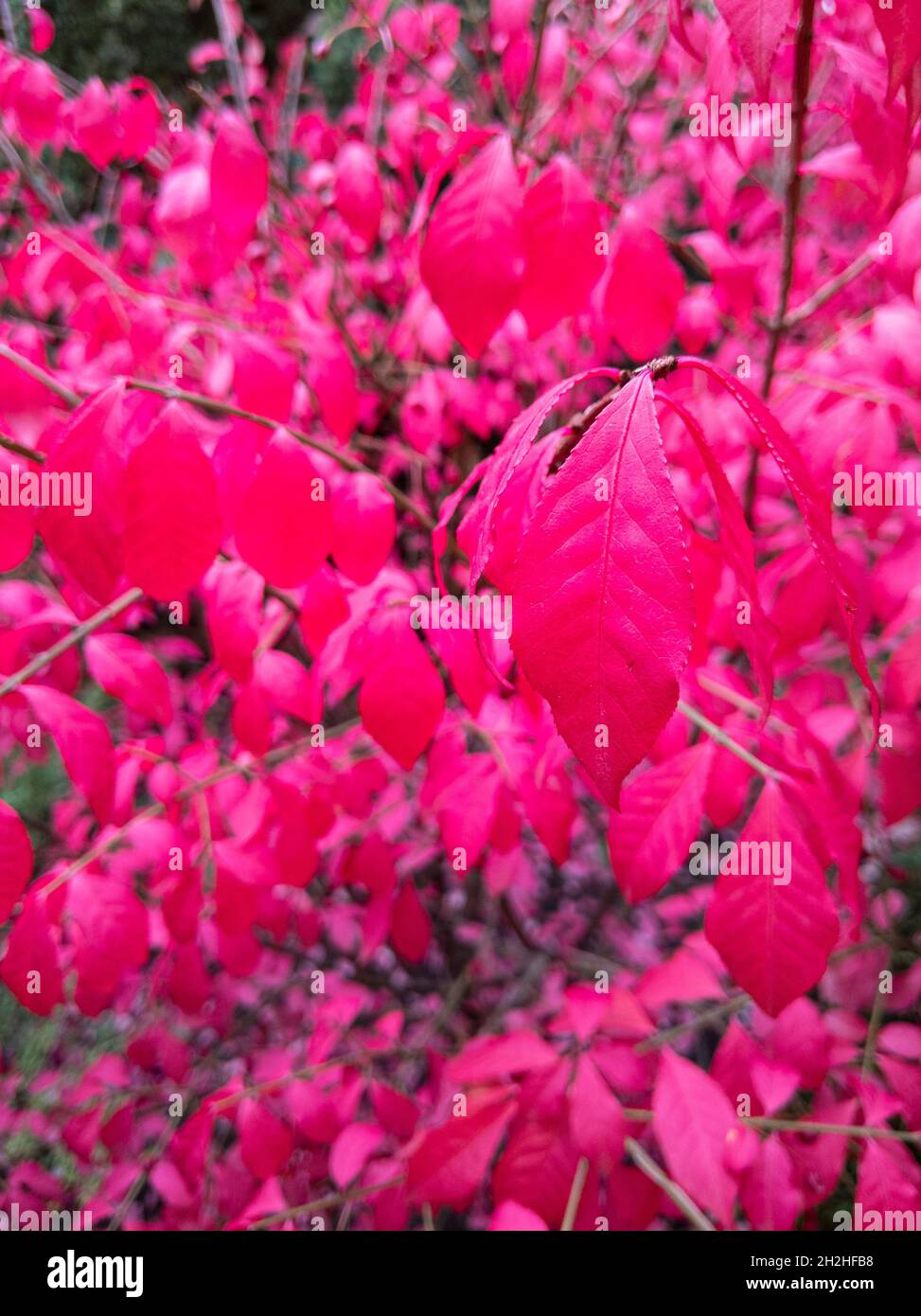 Beautiful bright pink burning bush in fall colors in a garden. Stock Photo