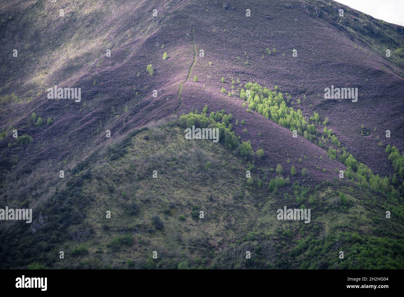 A trail ascends a mountain ridge covered in purple flowering heather in the Courel Mountains Unesco Geopark in Galicia Stock Photo
