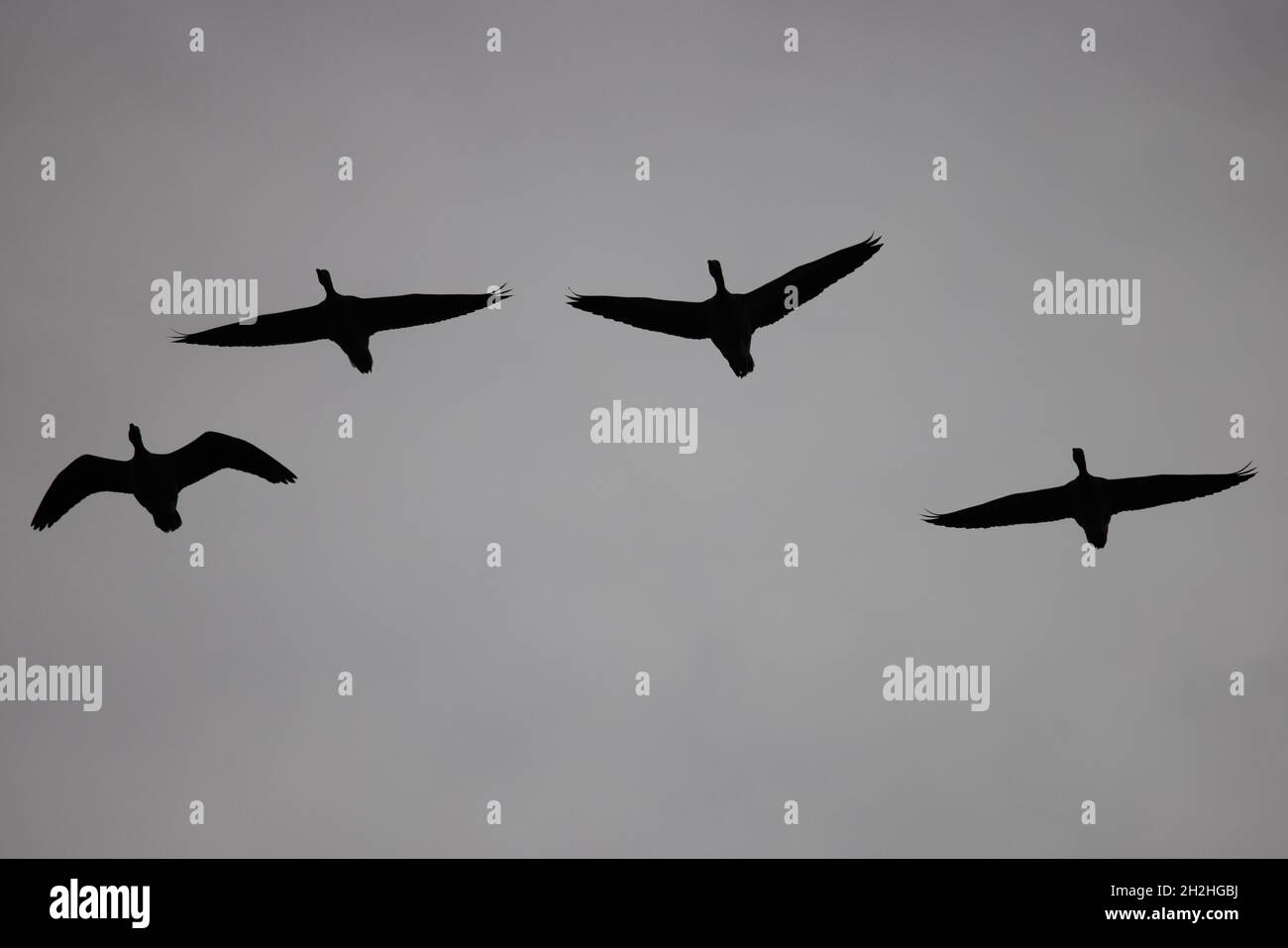 Greylag Goose (Anser anser) flock flying in silhouette Strumpshaw Fen Norfolk UK GB October 2021 Stock Photo