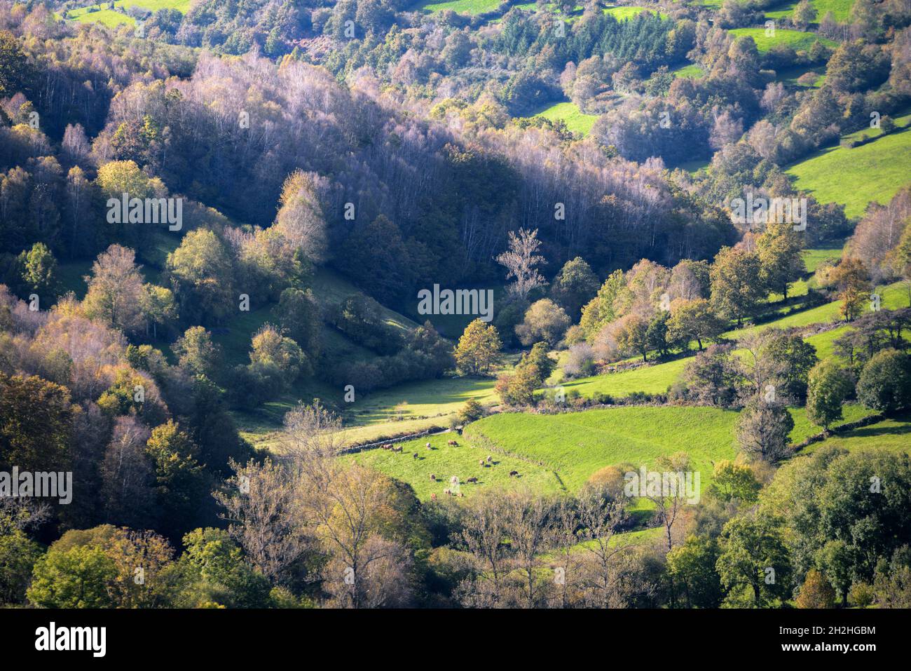 Bucolic rural landscape with cows grazing in green meadows and extensive deciduous native forests in Courel Mountains Unesco Geopark in Galicia Stock Photo