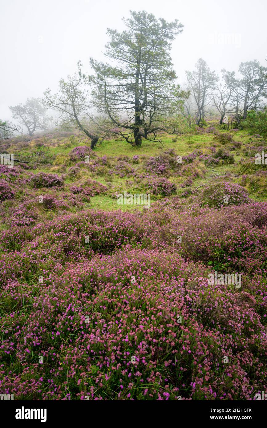 Bushes of flowering heather in tall meadows with pine trees among the mist in Xistral Abadin Galicia Stock Photo