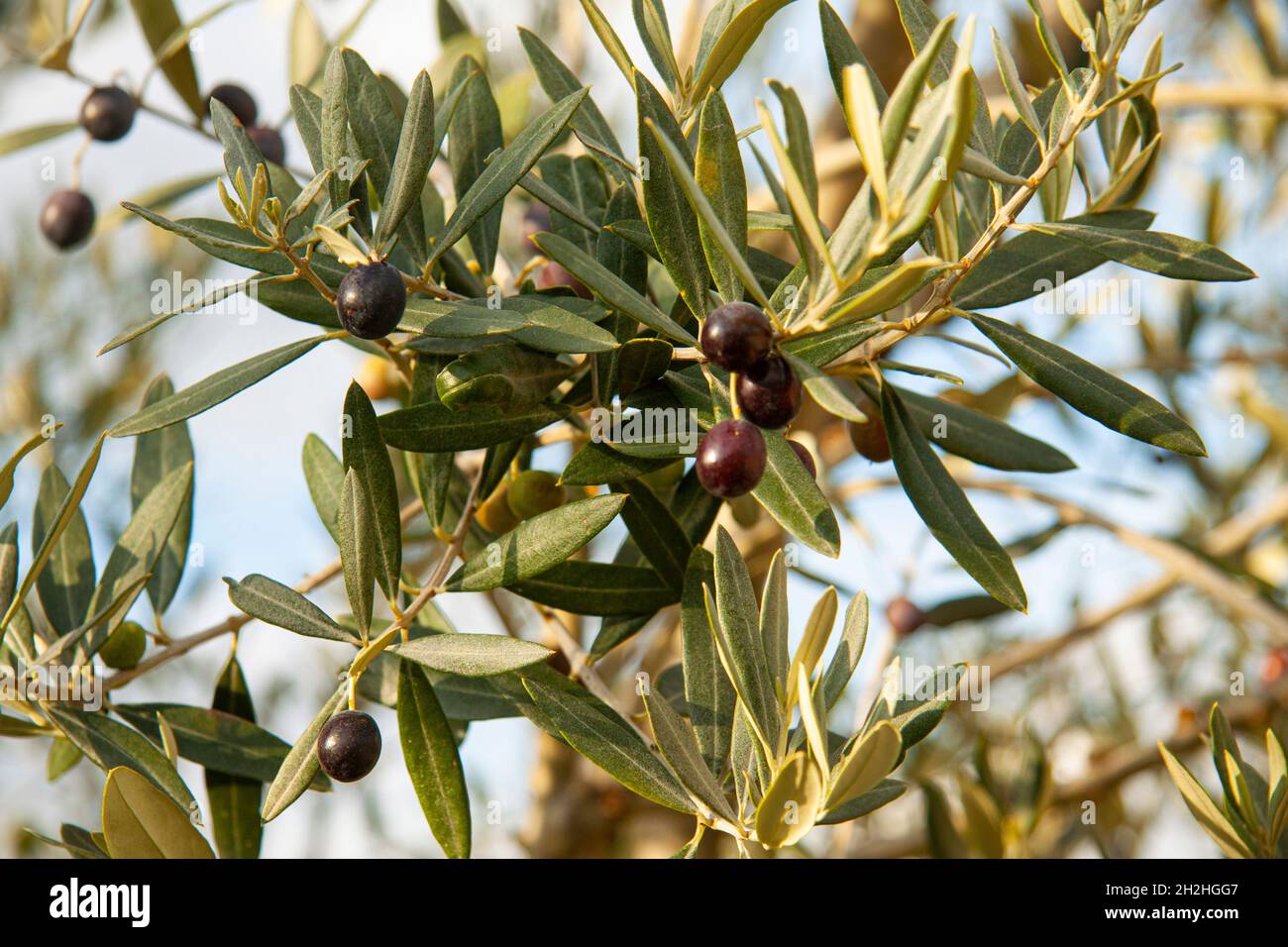 Ripe olives growing on olive tree in the Mediterranean, southern Europe. Close up black olive fruit on tree branch, Healthy vegetarian food. Stock Photo