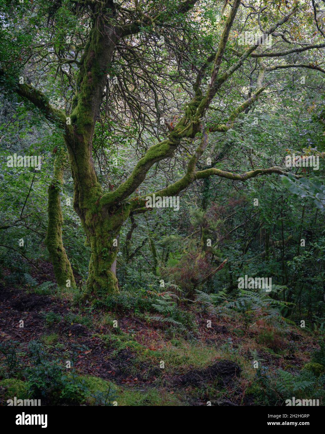 Old gnarled and mossy oak hi-res stock photography and images - Alamy