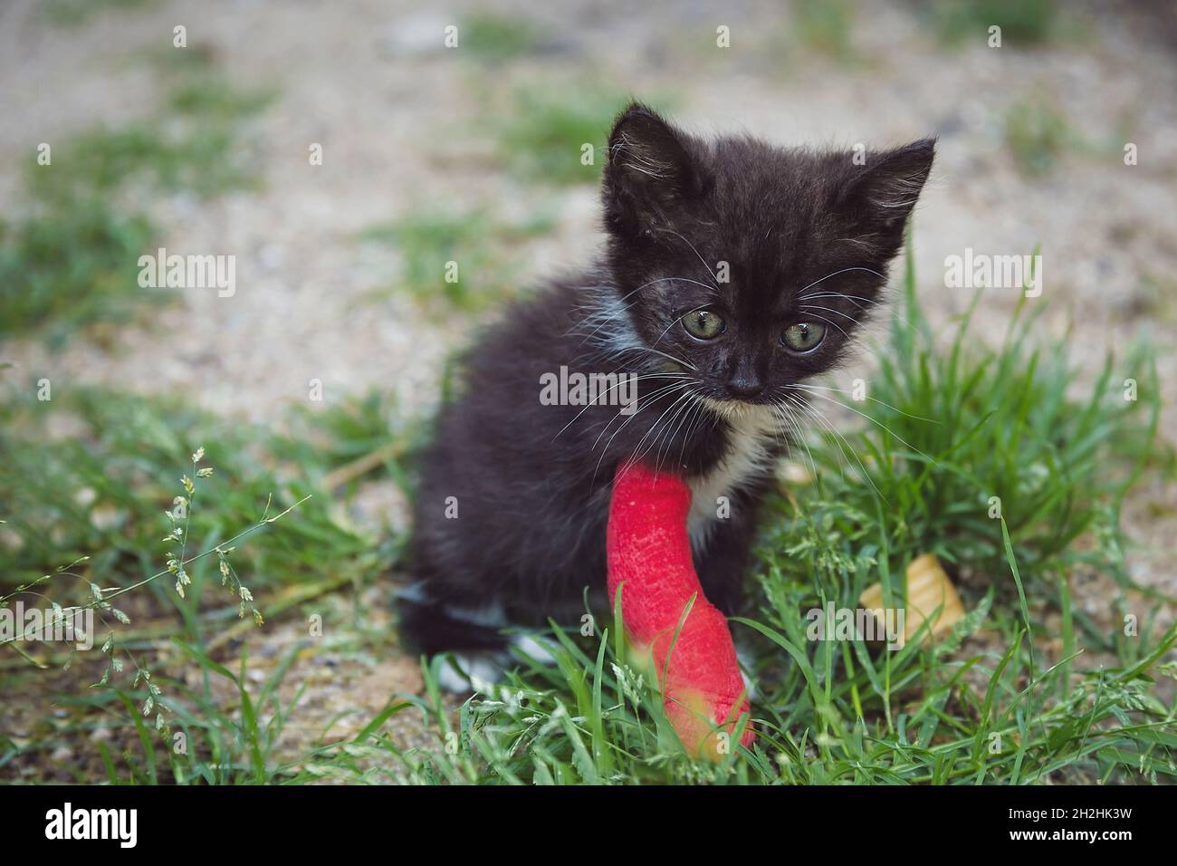 Kitten with injured leg in red plaster cast, playing in a grass.  Animal healthcare concept Stock Photo