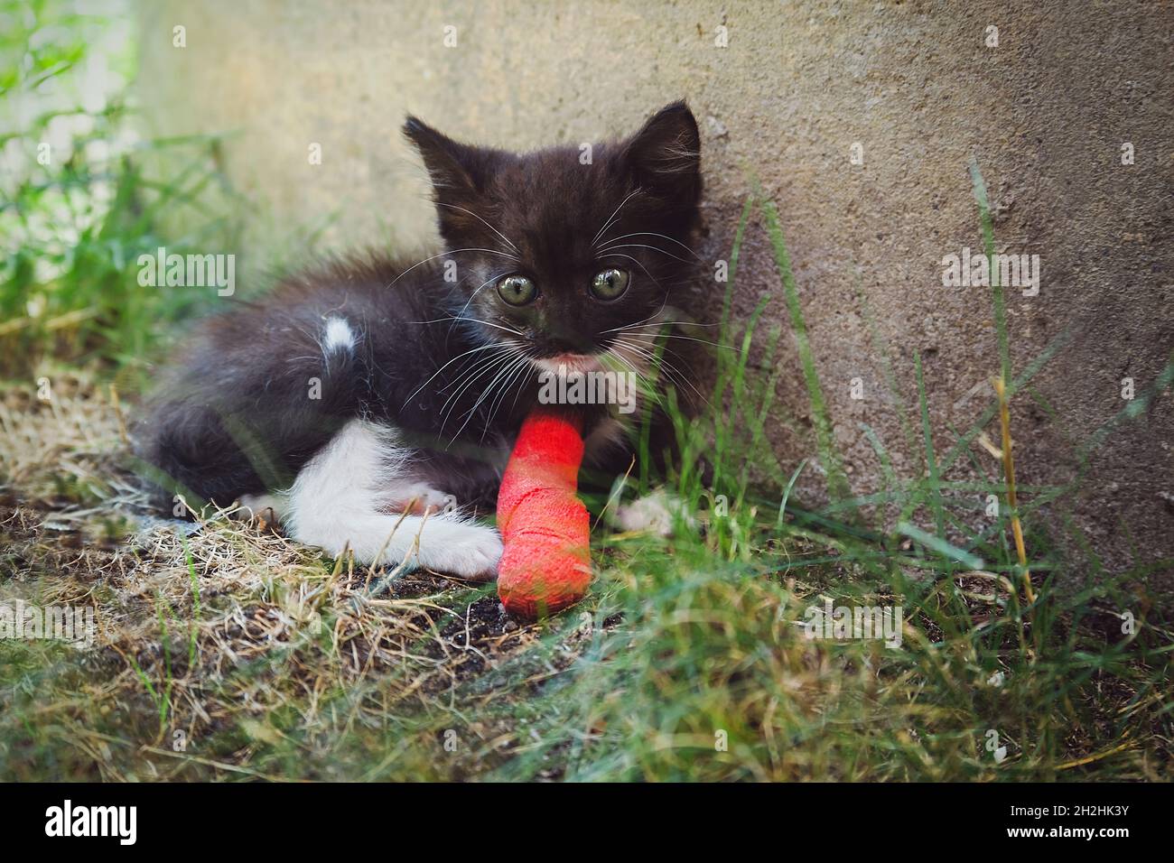 Kitten with injured leg in red plaster cast.  Animal healthcare concept Stock Photo