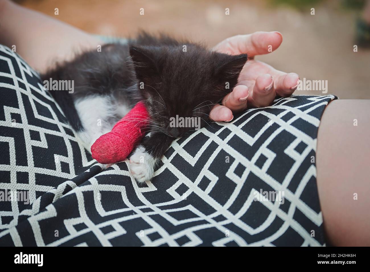 Kitten with injured leg in red plaster cast sleeping on woman's hand Stock Photo