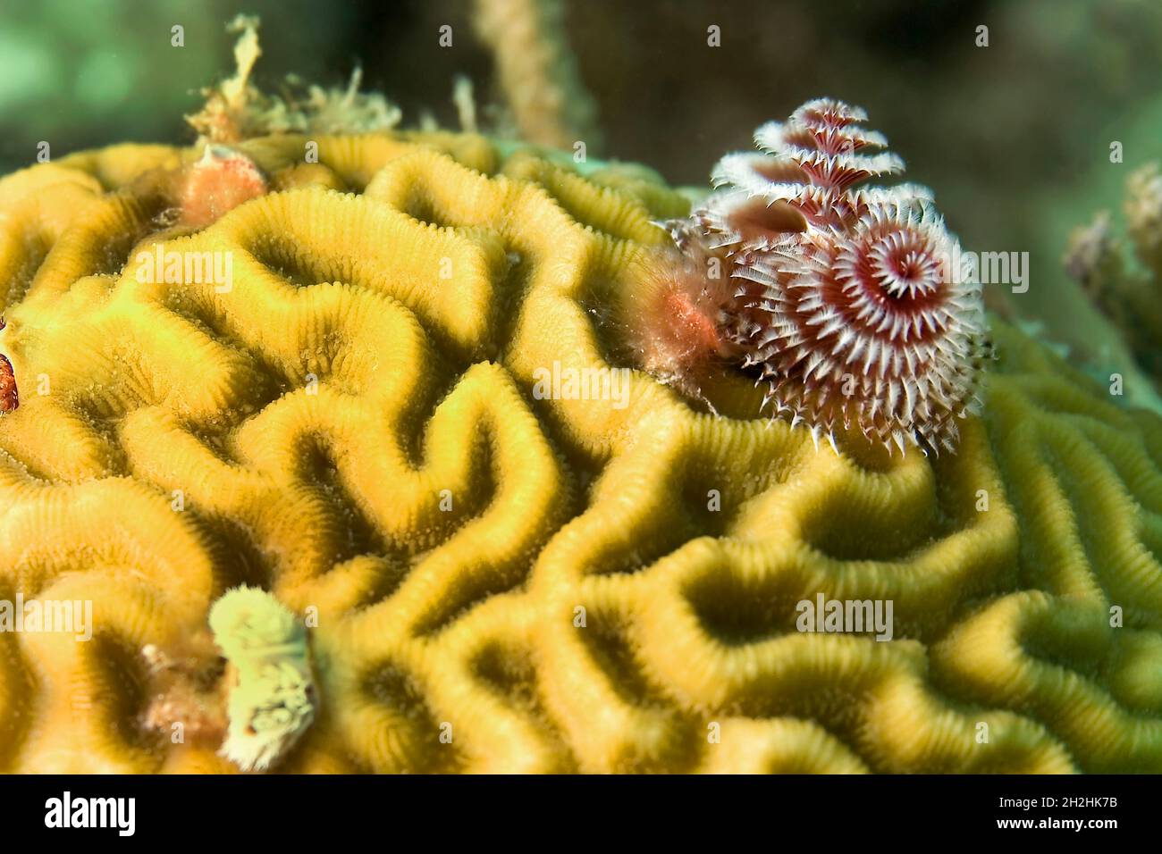 Cristhmas Tree Warm, Coral Reef, Caribbean Sea, Playa Giron, Cuba, America Stock Photo
