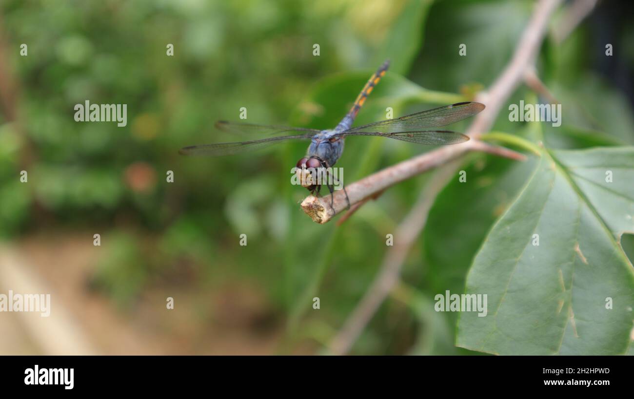 A yellow tailed ashy skimmer dragonfly perched on a branch tip with a captured sting less bee on its mouth (part one) Stock Photo