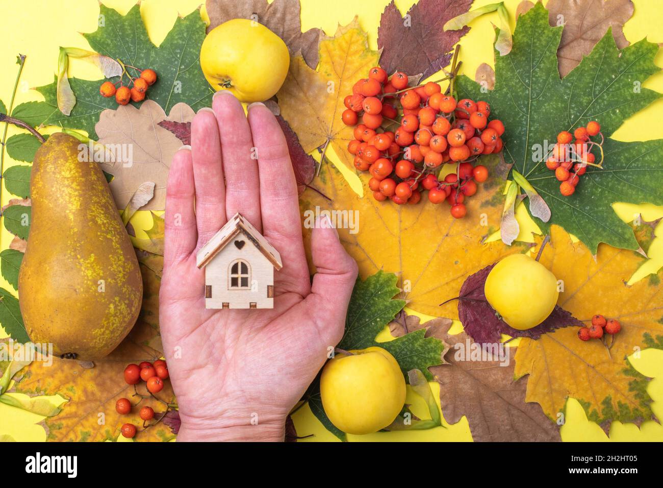 A hand holding a small wooden house on a yellow background with red-yellow leaves, apples, pears and orange berries. The house is a symbol of family a Stock Photo