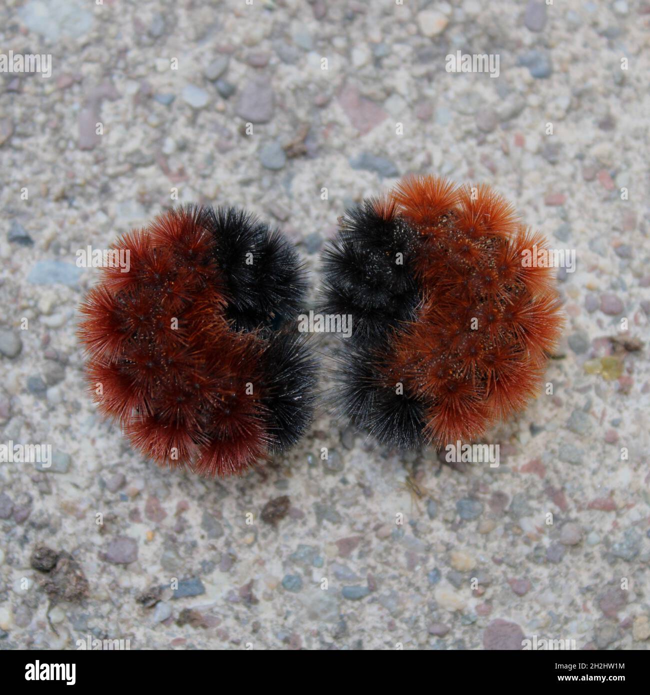 A Pair of Isabella Tiger Moth Caterpillars in Defensive Curls Stock Photo