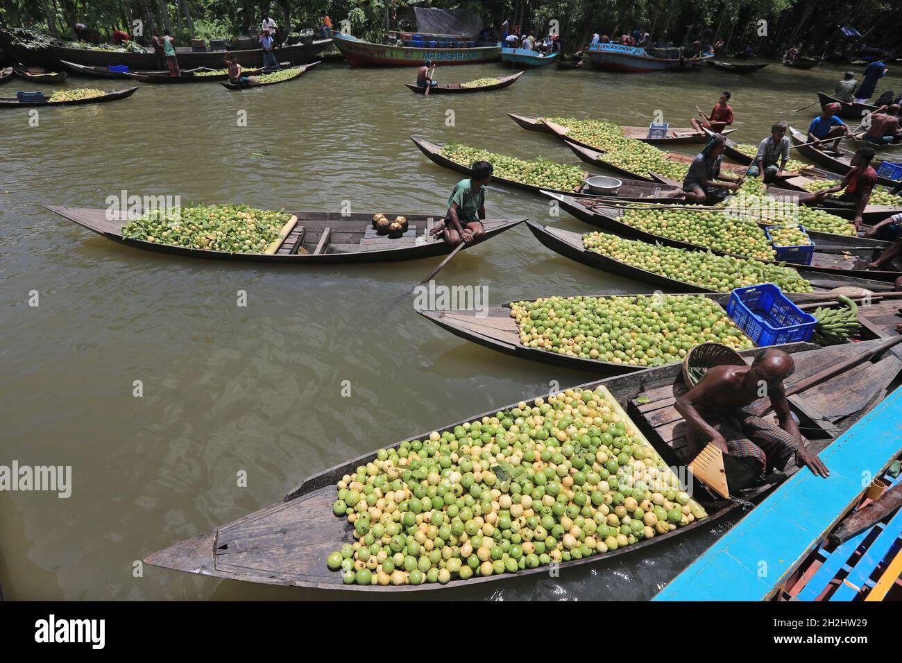 A floating guava market in Barisal at Bangladesh Thousands of farmers earn their livelihood growing and selling these guavas. Guava is a berry-like fruit Stock Photo