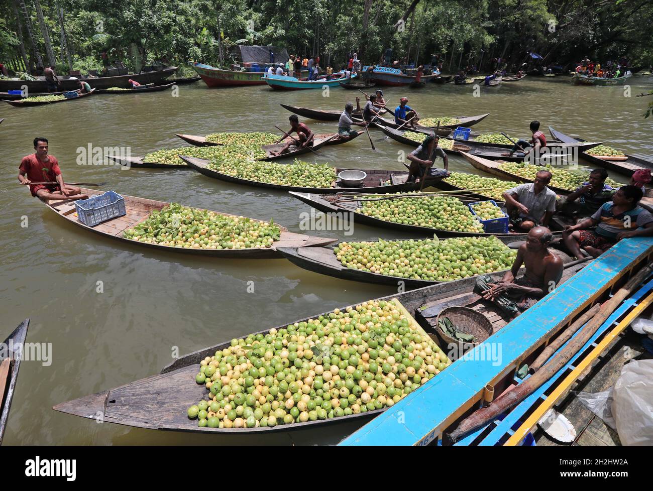 A floating guava market in Barisal at Bangladesh Thousands of farmers earn their livelihood growing and selling these guavas. Guava is a berry-like fruit Stock Photo