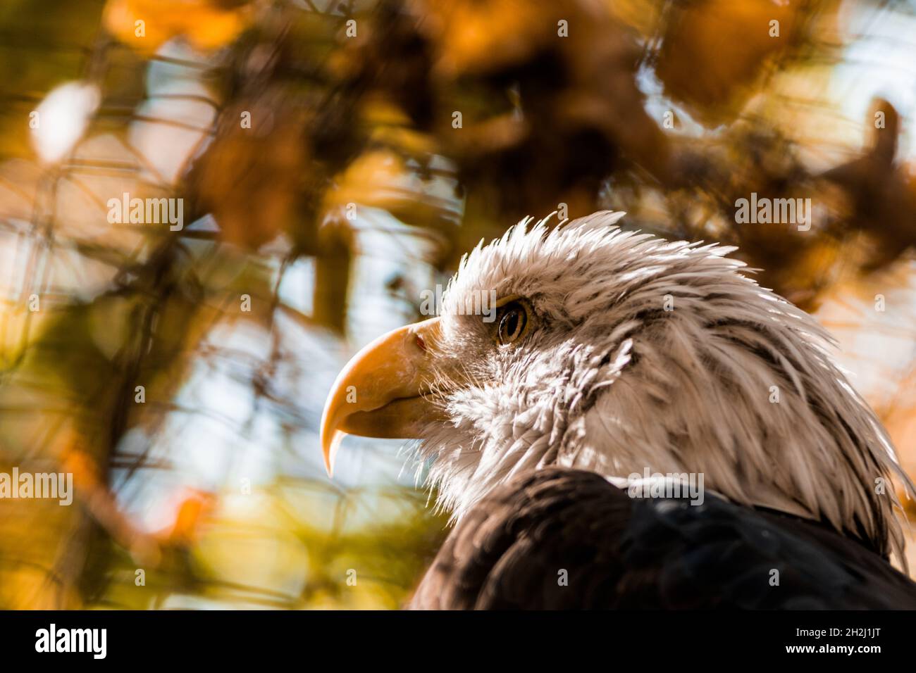 Eagle head close-up on a background of trees. Stock Photo