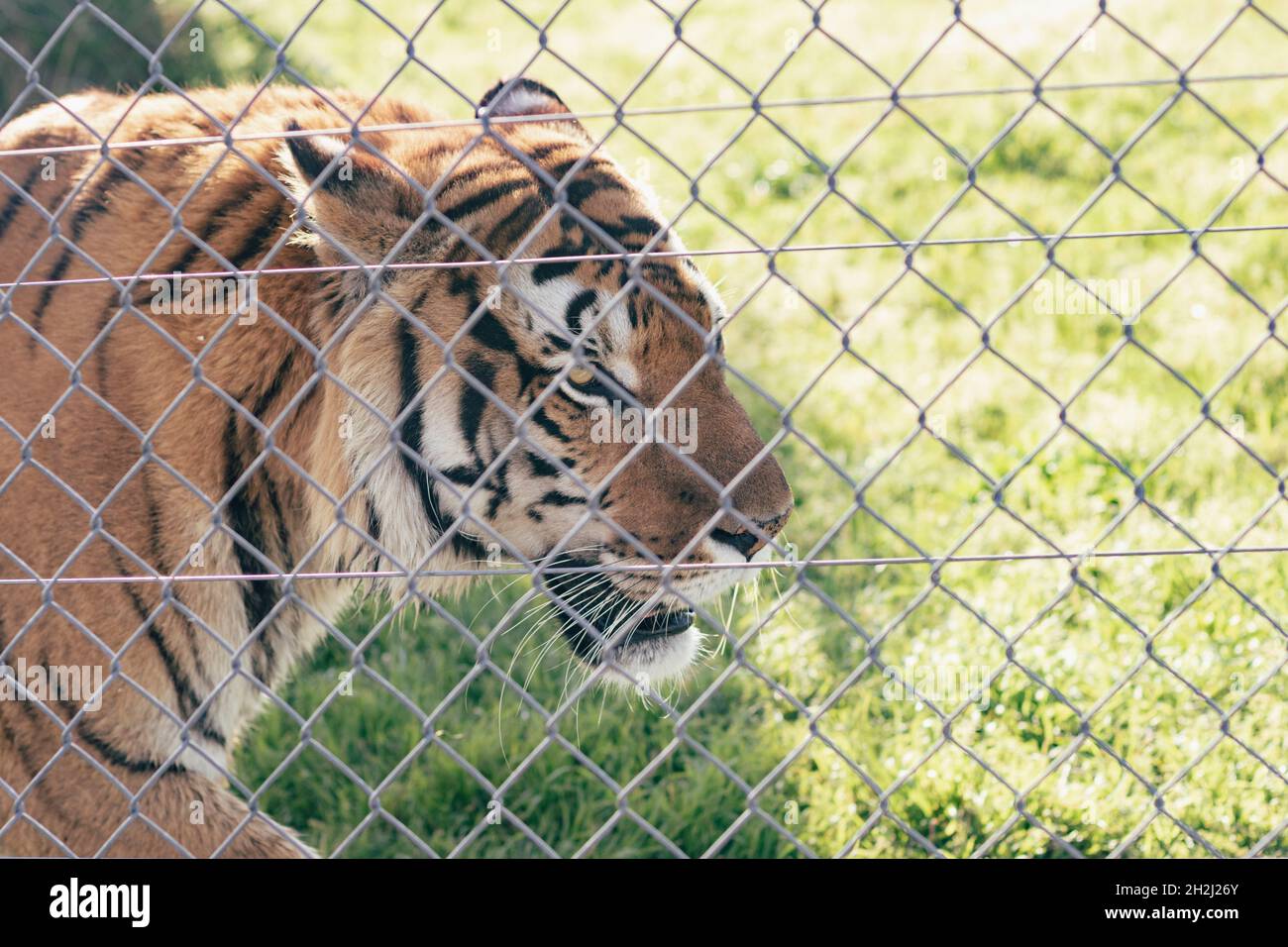 Tiger behind the metal net in a zoo Stock Photo - Alamy