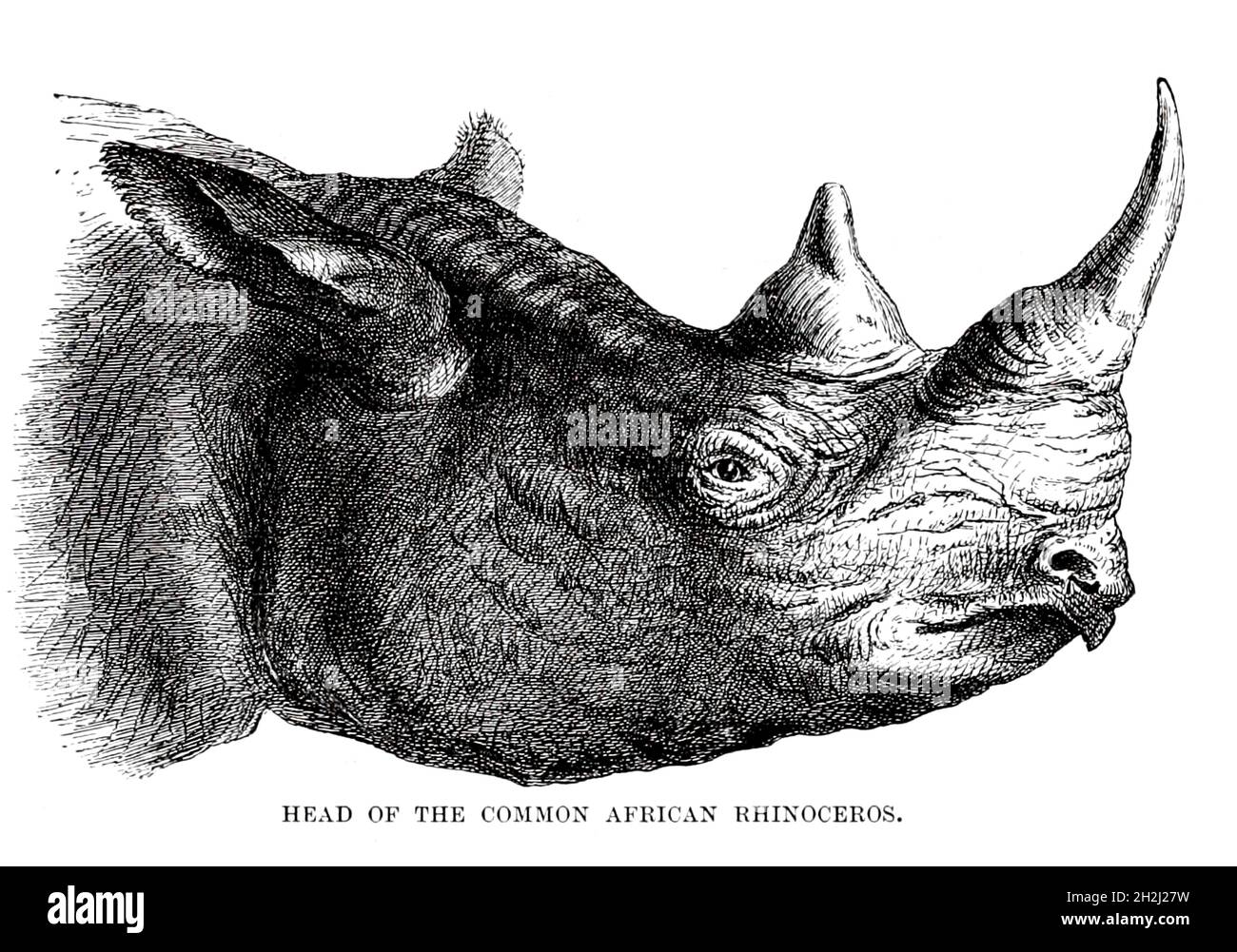 Portrait of Common African Rhinoceros From the book ' Royal Natural History ' Volume 2 Edited by Richard Lydekker, Published in London by Frederick Warne & Co in 1893-1894 Stock Photo