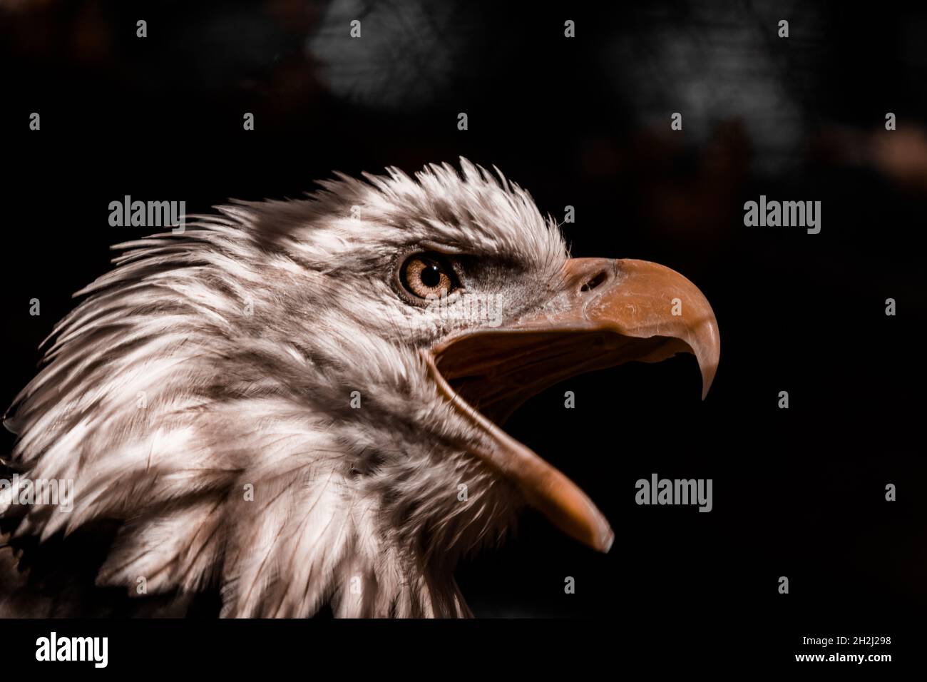 Aggressive, angry eagle with an open mouth on a dark background. Gloomy shades. Stock Photo