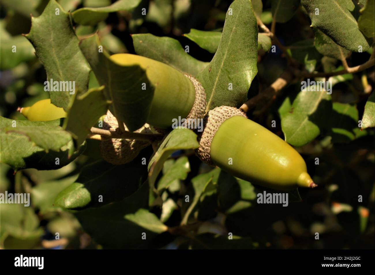 Selective focus shot of a tree branch with acorns Stock Photo - Alamy