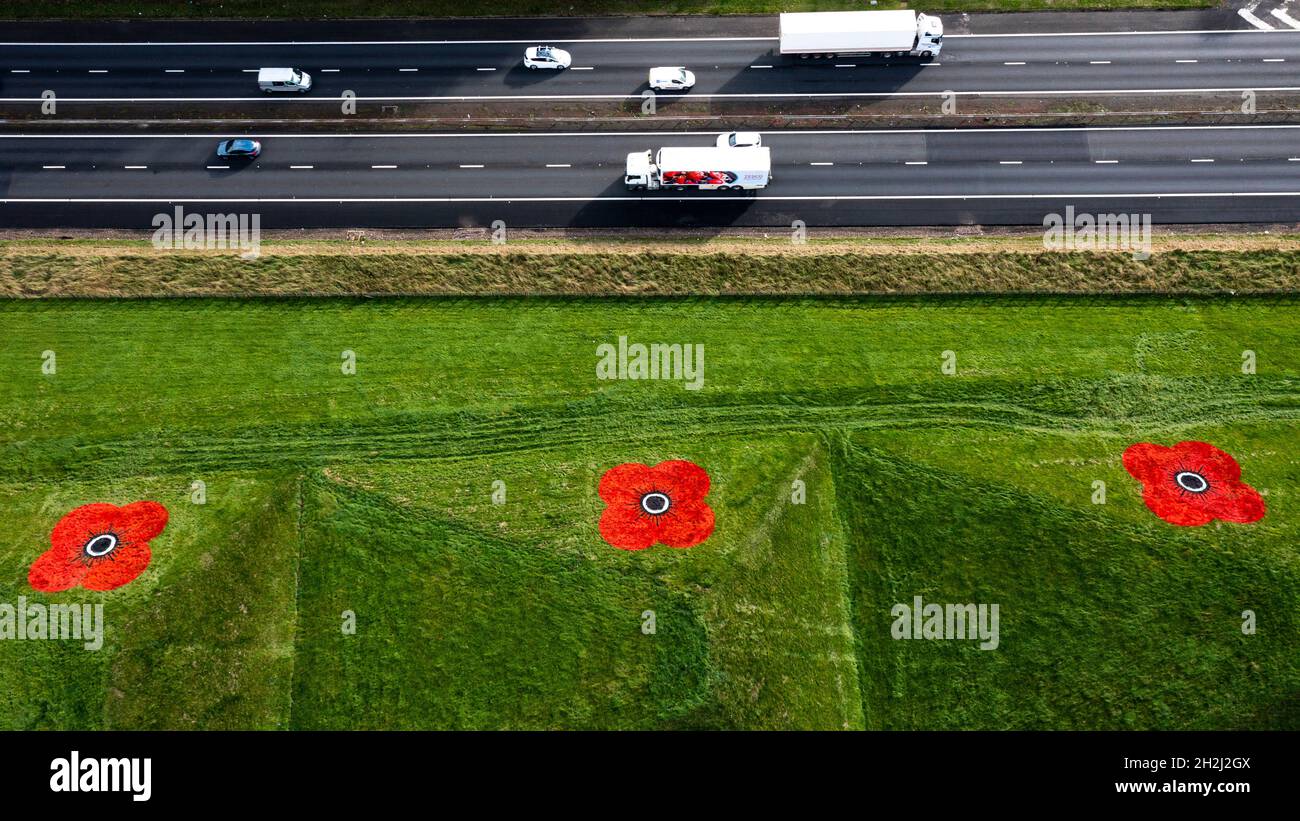 Livingston, Scotland, UK. 22nd Oct, 2021. PICTURED: Aerial images of giant red poppy flowers painted onto the grass pyramids which border alongside the M8 motorway near Livingston and Bathgate. The giant artworks appear every year to coincide with the national launch of the 2021 Poppy Scotland appeal marking the start of the remembrance period. The artworks are painted by the groundsmen from Murrayfield and Linemark UK Ltd. Credit: Colin Fisher/Alamy Live News Stock Photo