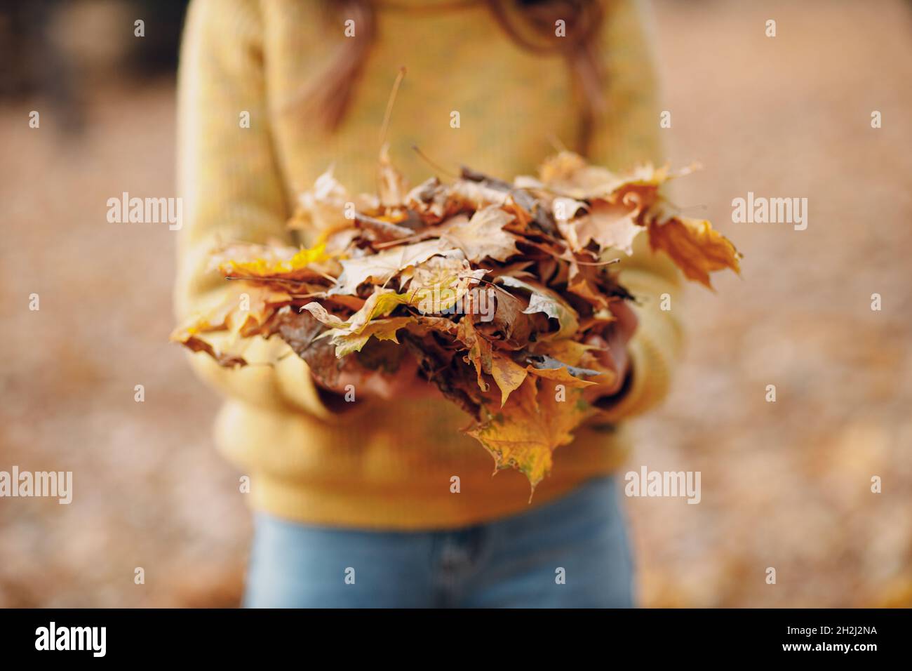 Young woman model in autumn park with yellow foliage maple leaves in ...