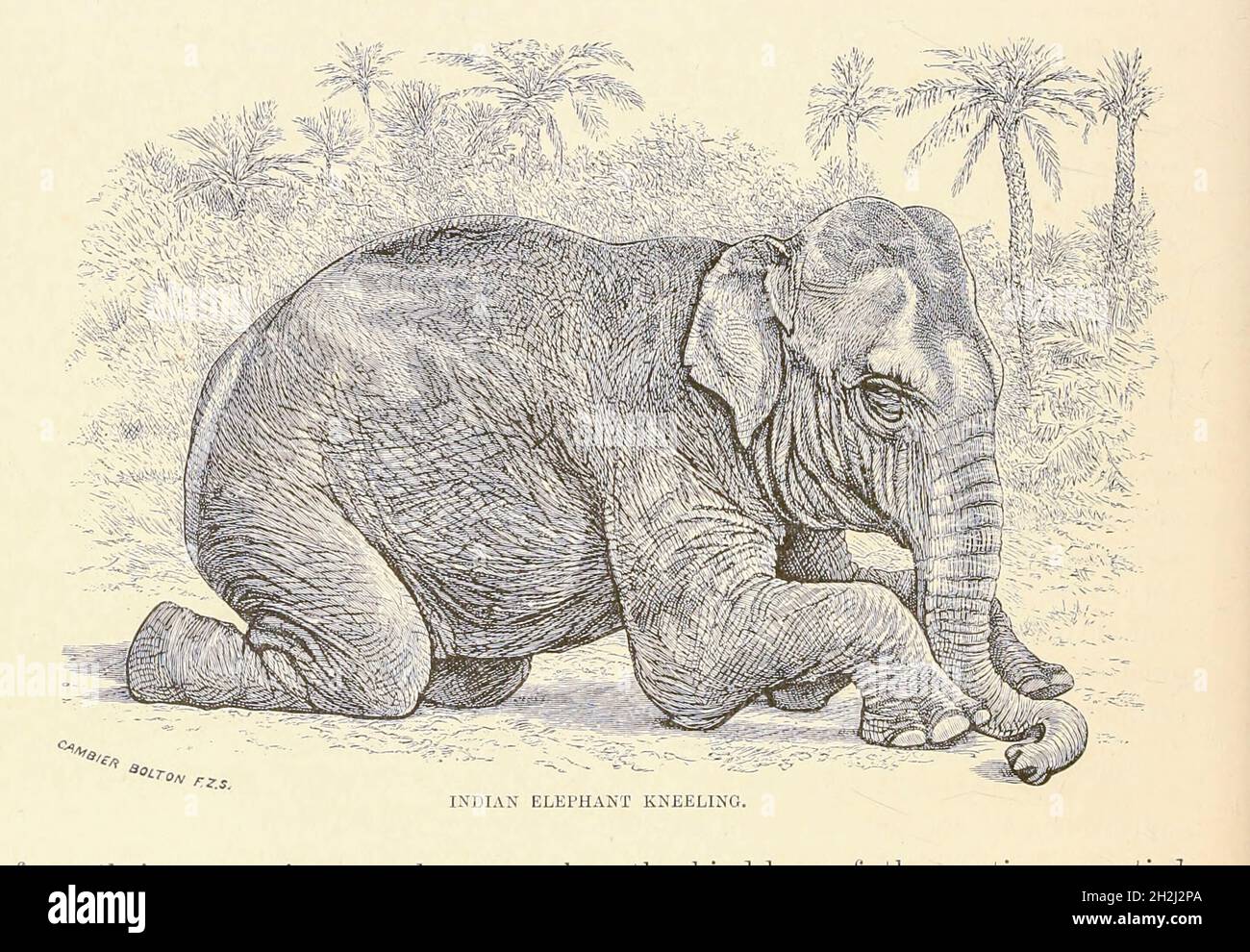 Sketches of an Elephant: VOLUME 2