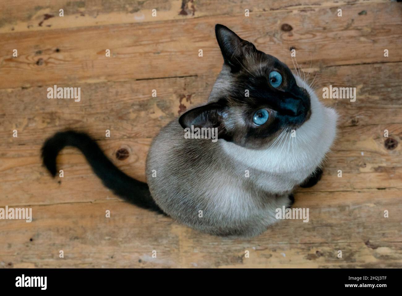 Siamese kitten with blue eyes looking upwards while sitting on wooden floor. High angle shot Stock Photo