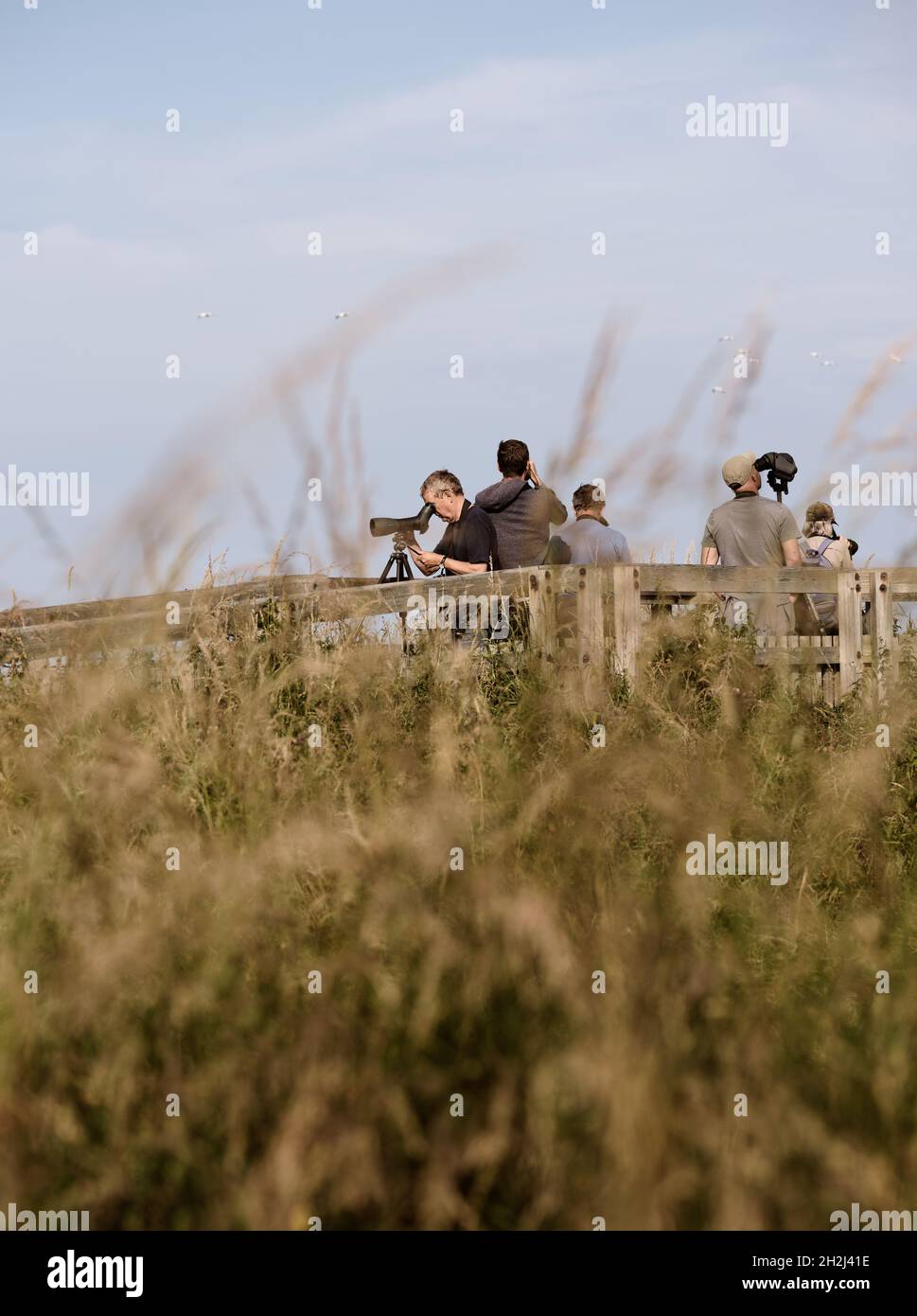 Ornithologsits - Birdwatchers - Birdwatching - Birdspotting - Twitchers - Birdspotters with telescopes and binoculars gathered in long grass landscape Stock Photo