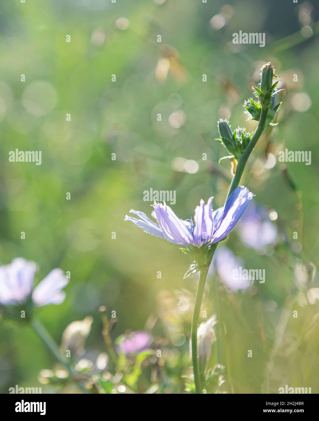 Blooming chicory stems in morning sunshine at summer meadow. This blue wildflower is used for alternative coffee drink. Wild flowers and green grass a Stock Photo