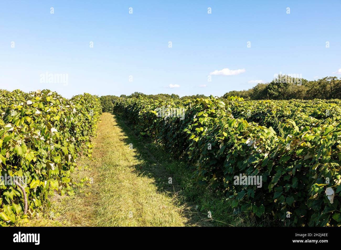 Concord grapes, ripe, Vineyard, SW Michigan, USA, by James D Coppinger/Dembinsky Photo Assoc