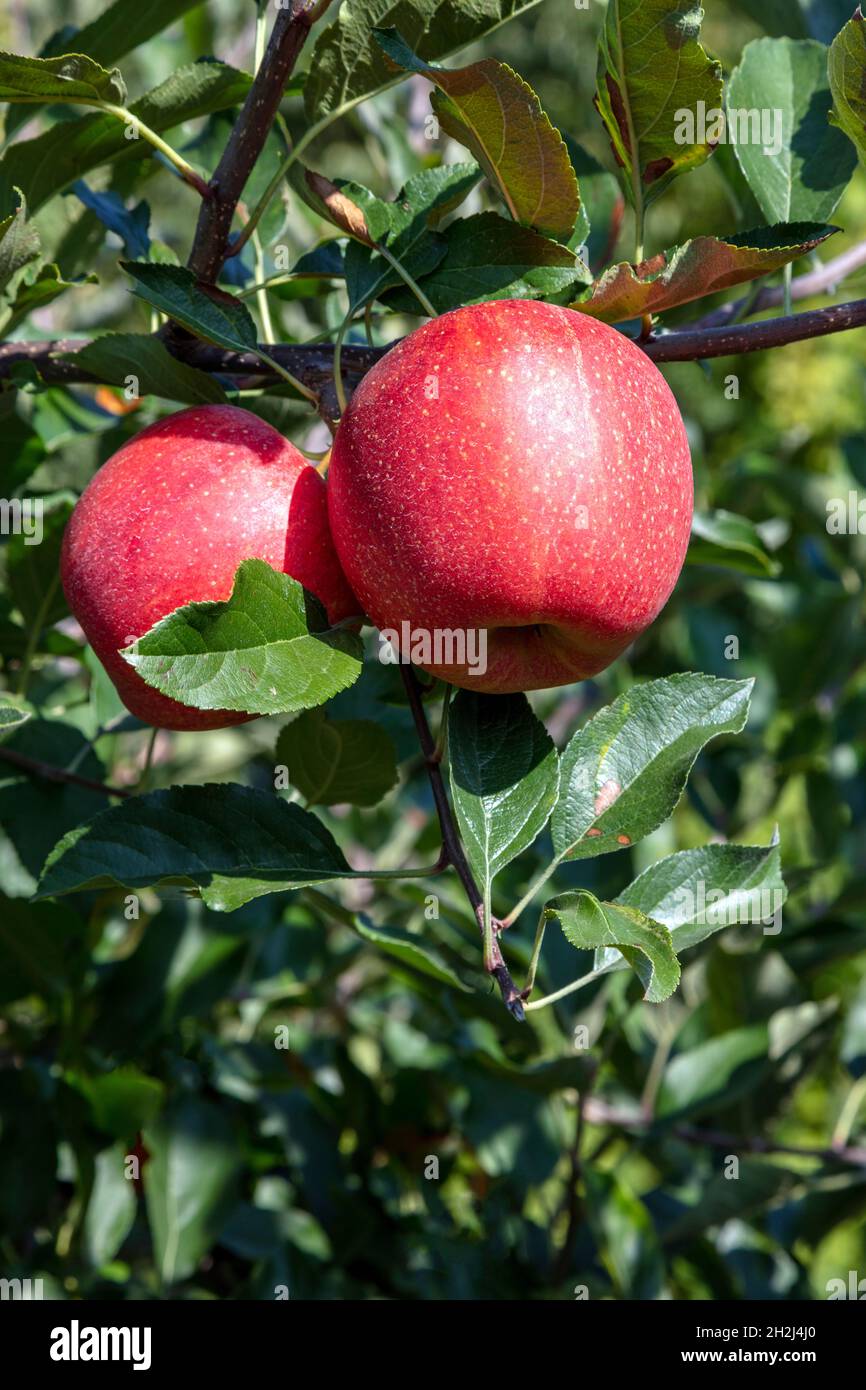 Gala Apples ripening on trees, Apple orchard, SW Michigan, USA, by James D Coppinger/Dembinsky Photo Assoc Stock Photo