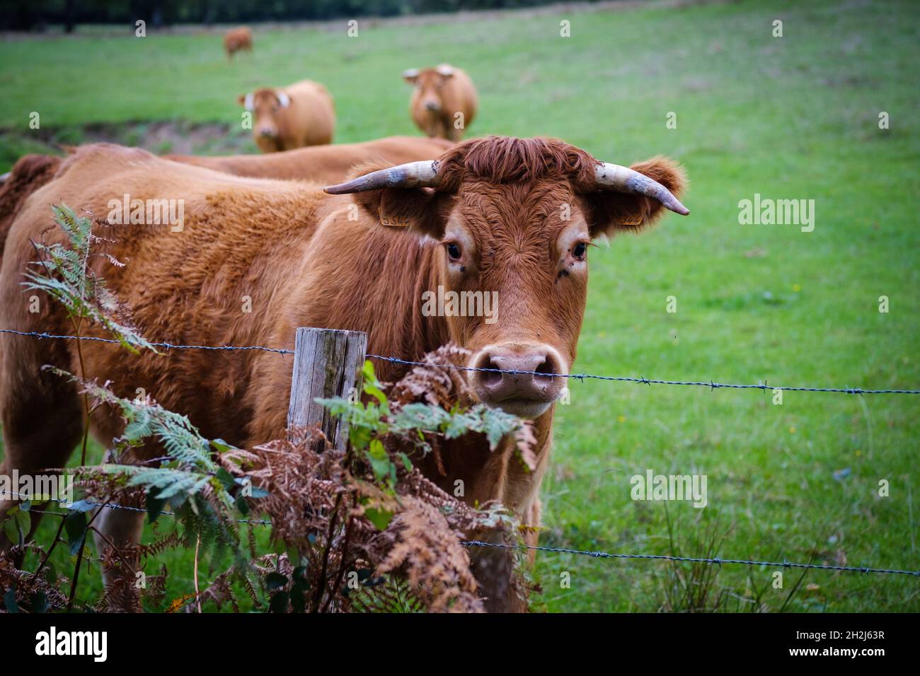 Limousin cow in a field in Montbron (centralwestern France). Limousin
