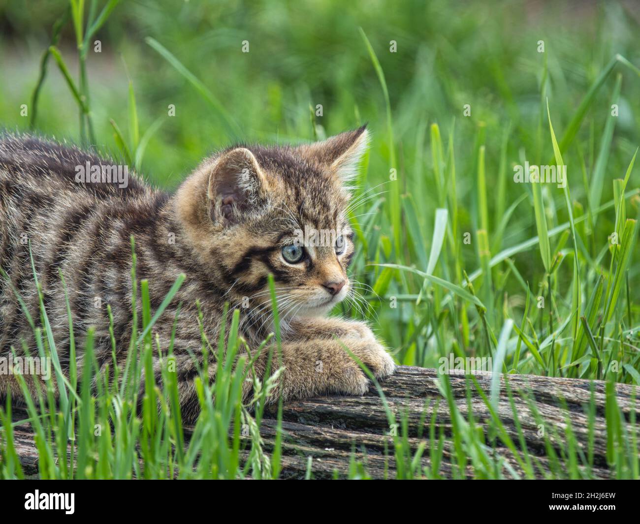 Scottish Wildcat Kitten In Grass Stock Photo Alamy animals-endangered-species-list-grammarvocab