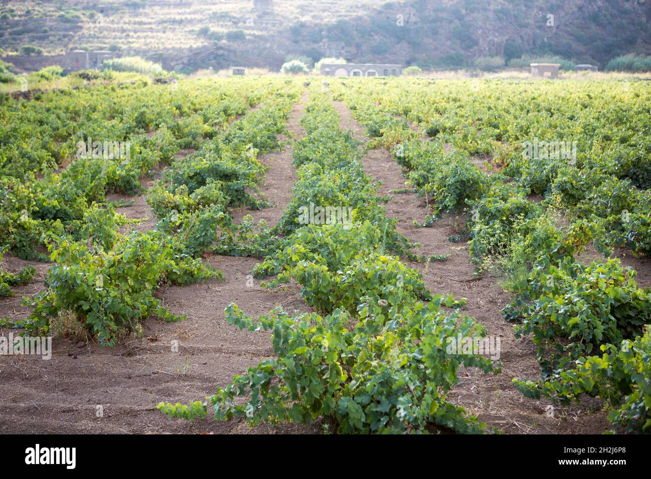 Vineyards in Ghirlanda plain valley in Pantelleria Stock Photo