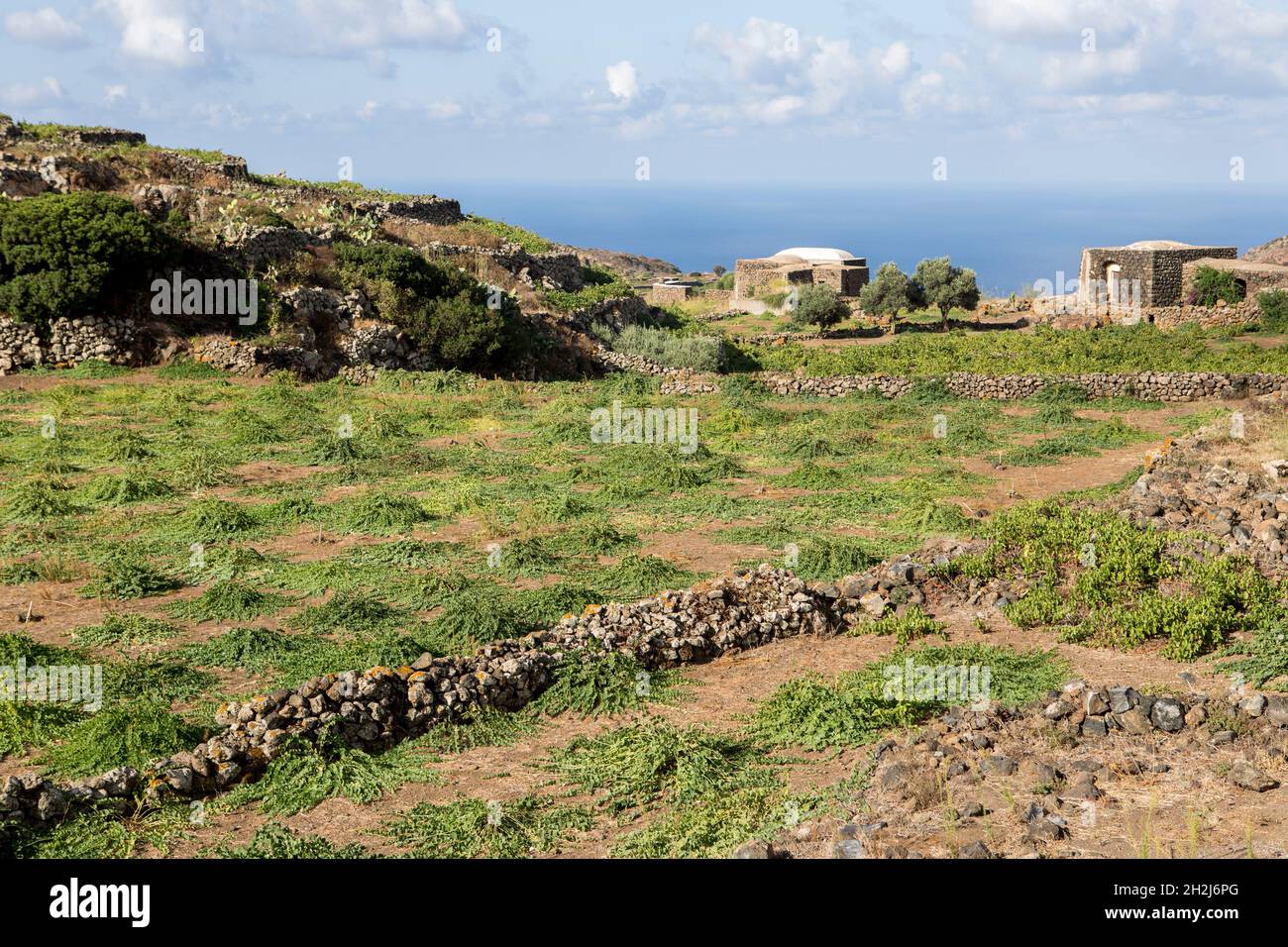 Plants of capers of Pantelleria Stock Photo
