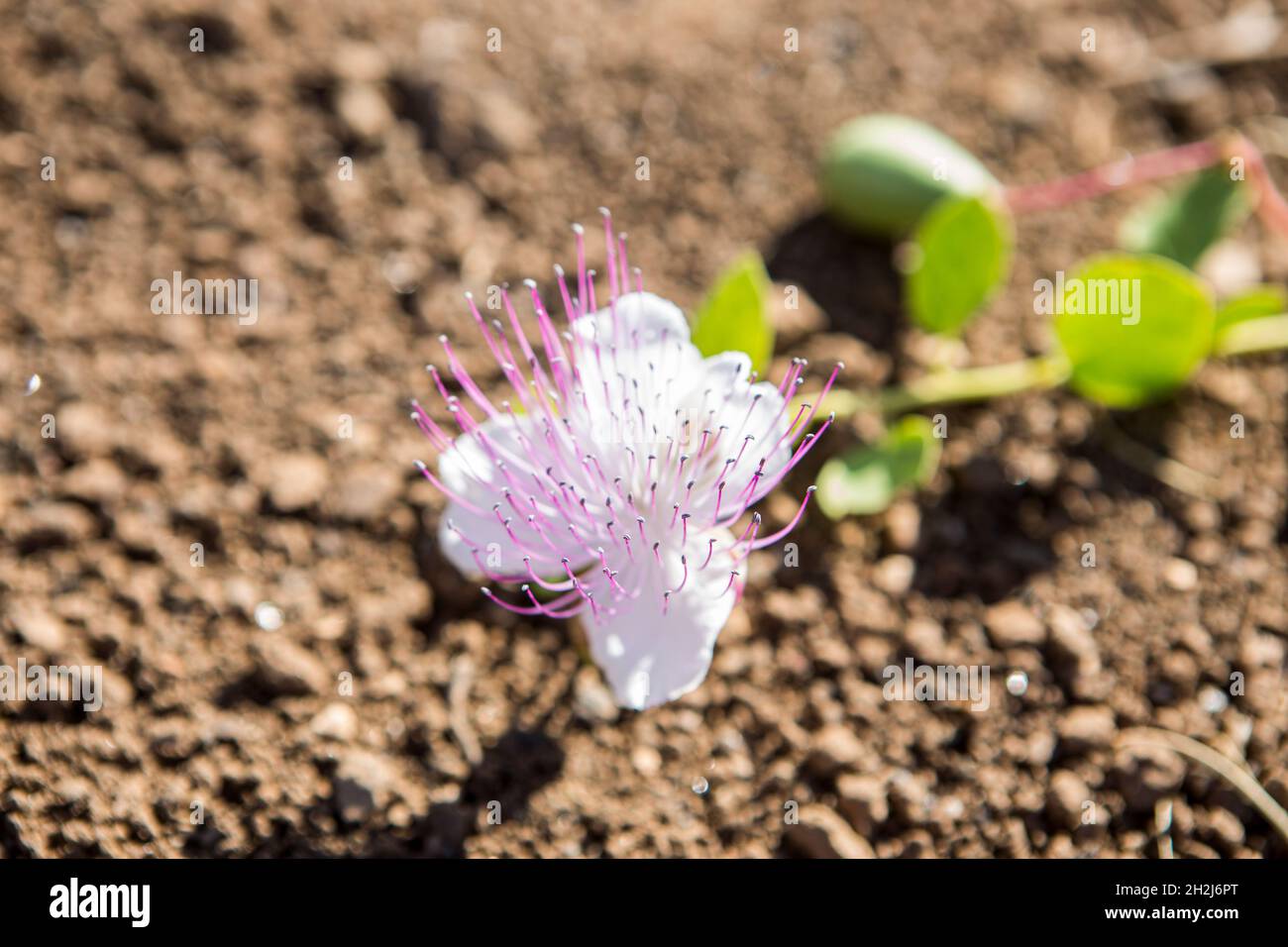 Plants of capers of Pantelleria Stock Photo