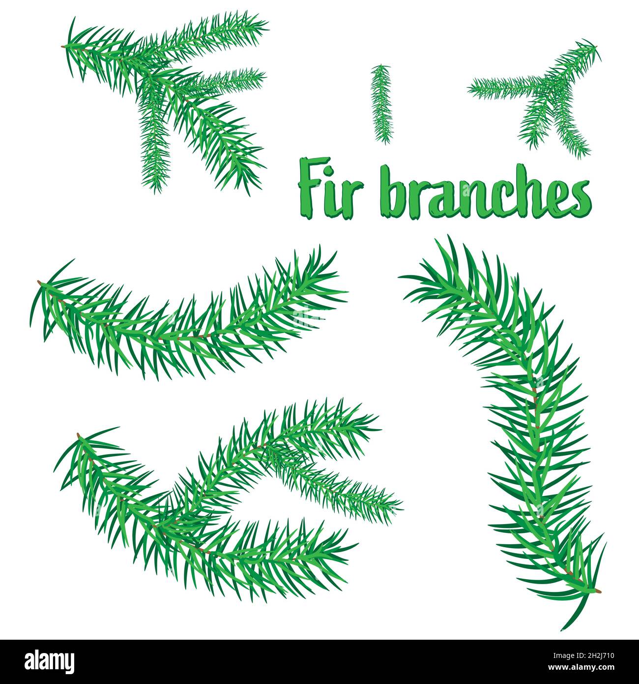 Set of fir branches on a white background, vector illustration Stock ...