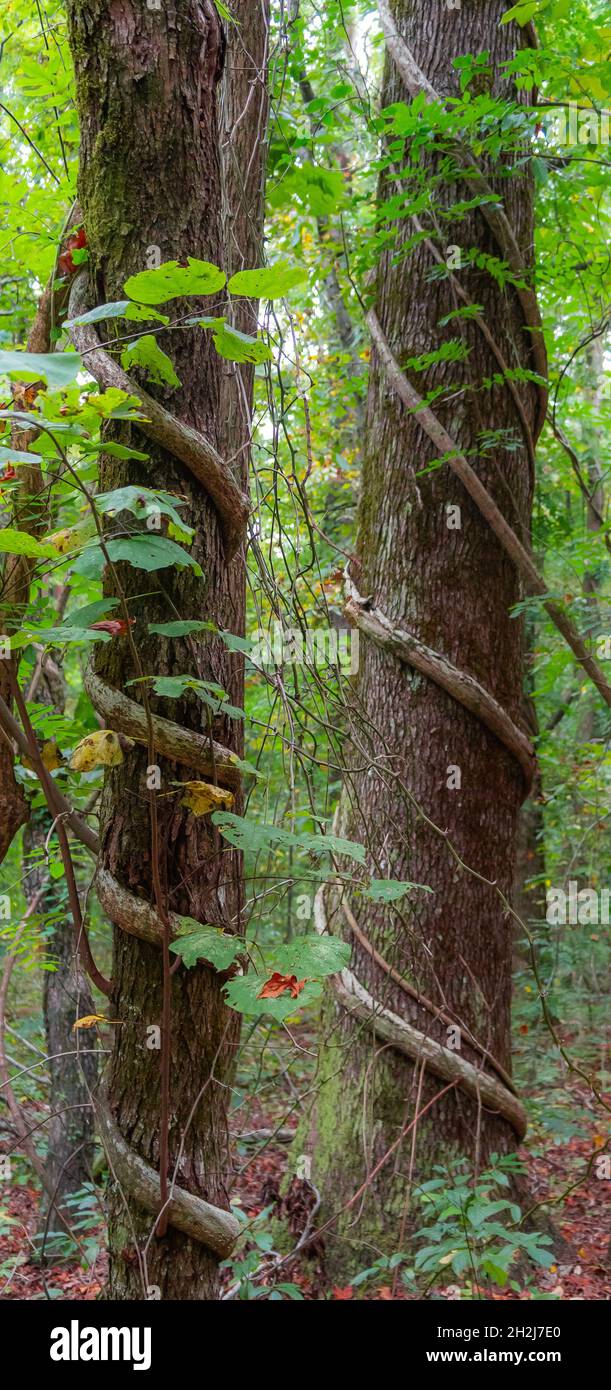 Green vines wrapping around trees Stock Photo Alamy