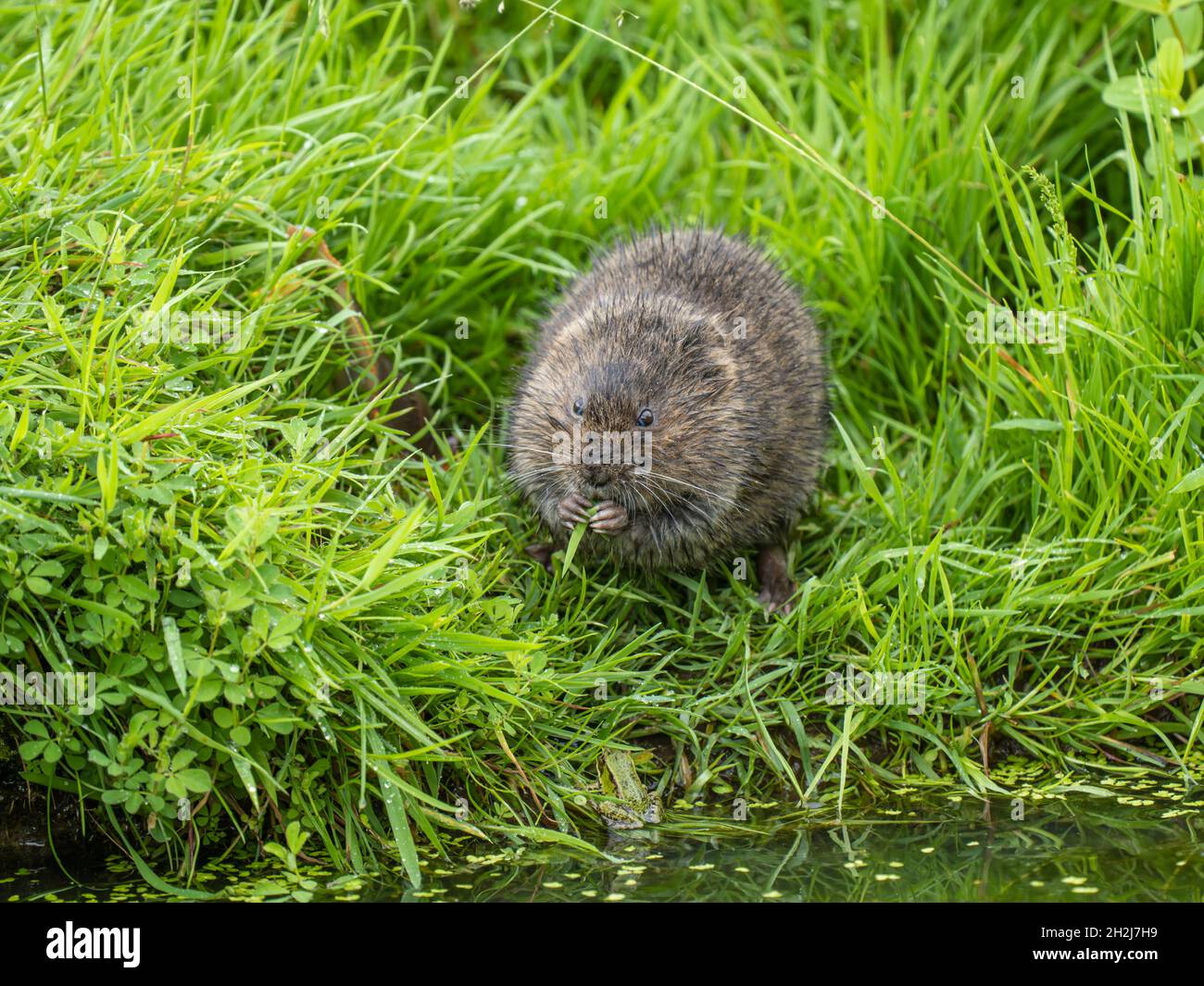 Water Vole Feeding by a Pond Stock Photo Alamy