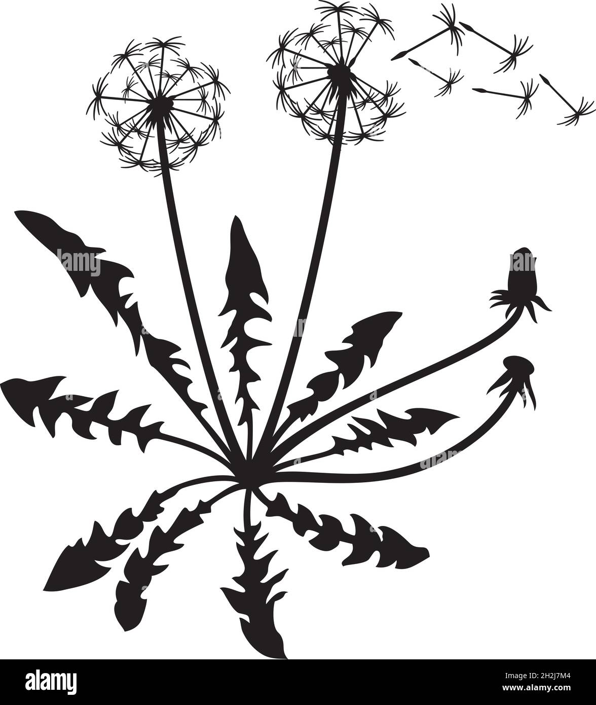 Dandelion plant and seeds vector illustration Stock Vector