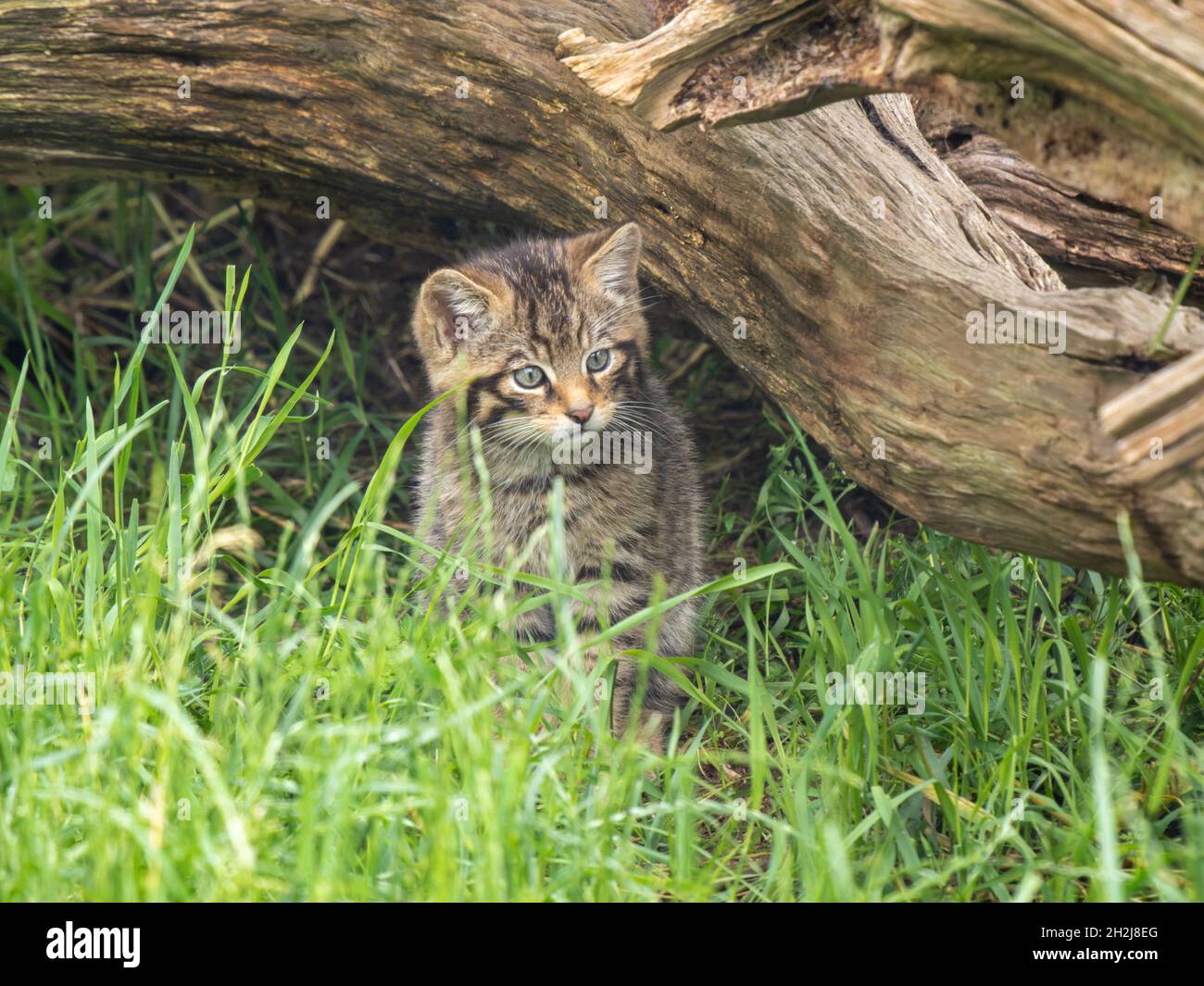 Scottish Wildcat Kitten In Grass Stock Photo Alamy scottish-wildcat-kitten-in-grass-stock-photo-alamy