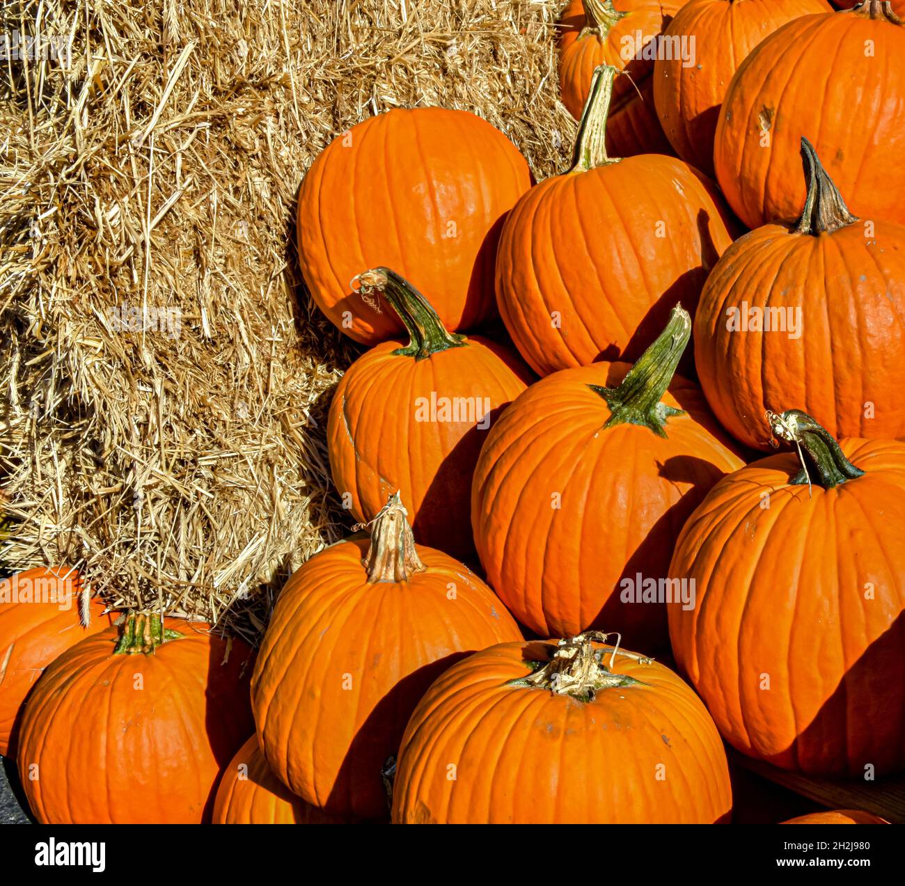 Pumpkins and hay bales with room for copy space. Vertical format Stock
