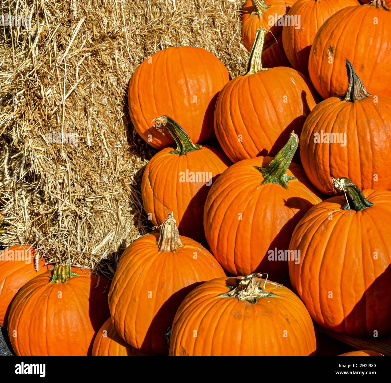 Pumpkins and hay bales with room for copy space. Vertical format. Stock Photo
