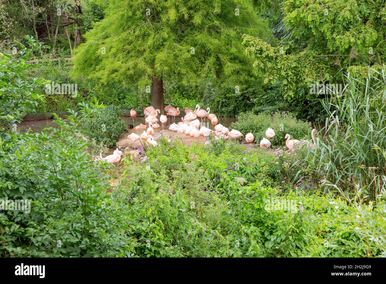 Pink flamingos at Paignton Zoo, Devon, England, United Kingdom. Stock Photo