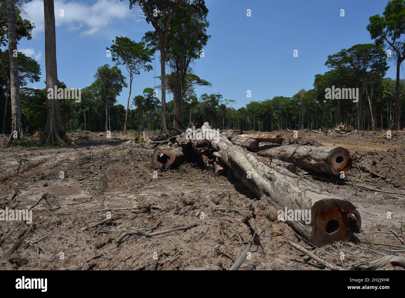 Amazon Rainforest Deforestation. Barcarena, Pará State, Brazil. Oct